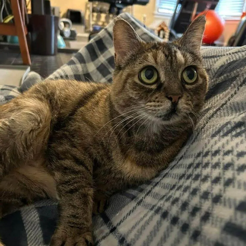 Pierre
